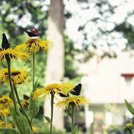 בית הארחה Eldorado